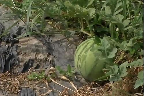 梦见去邻居瓜地里偷瓜吃,偷瓜风波背后的邻里温情